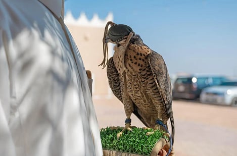 نادي الصقور السعودي يواصل جولته الميدانية لتصحيح أوضاع الصقور وتوثيق ملكياتها