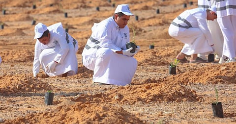  هيئة تطوير محمية الملك سلمان الملكية تنظم مبادرة لزراعة 3000 شتلة