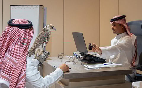 بدء تسجيل الراغبين في المشاركة بمنافسات كأس نادي الصقور السعودي ومهرجان الملك عبدالعزيز 2025