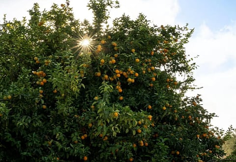 "البرتقال النجراني".. جودة عالية وقيمة غذائية غنيّة