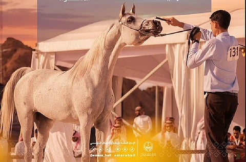 اليوم.. انطلاق بطولة حائل الدولية لجمال الخيل العربية الأصيلة 2025 برعاية أمير المنطقة