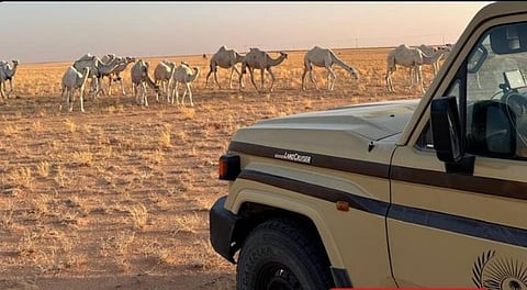 ضبط مواطن لارتكابه مخالفة رعي في محمية الملك عبدالعزيز الملكية