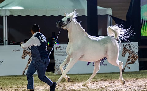 اختتام بطولة حائل الدولية لجمال الخيل العربية الأصيلة في نسختها الرابعة