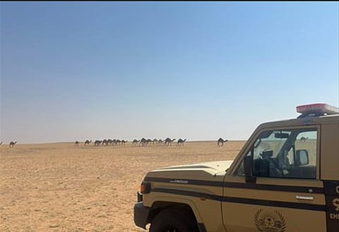 القوات الخاصة للأمن البيئي تضبط مواطنين وباكستاني لمخالفتهم نظام البيئة