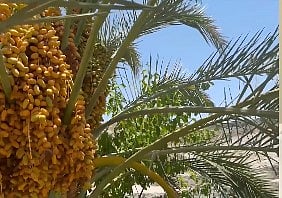 مختص: رش المبيدات على النخيل له أوقات معينة.. ويجب تجنب استخدامها حال وجود الثمار 