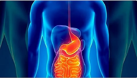 أخصائي يحدد مصادر البكتيريا النافعة للجهاز الهضمي