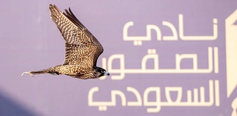 المنطقة الشرقية تستضيف كأس نادي الصقور السعودي 2025.. الأحد المقبل