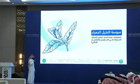  "وقاء" ينفّذ برنامجًا للتعريف بآفة سوسة النخيل الحمراء في المدينة المنورة