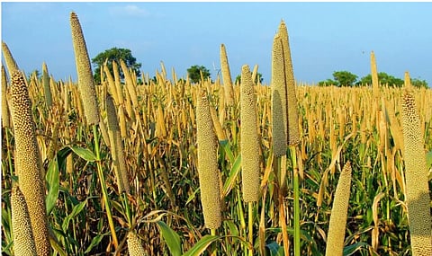 اليوم.. انطلاق فعاليات "مهرجان الدُّخن" بمحافظة المهد