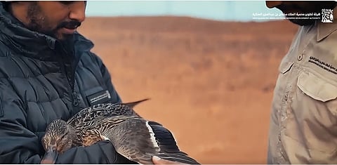 فرق محمية الملك سلمان تنقذ بطة مهاجرة تعرضت للإجهاد