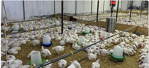 «الإحصاء»: 12.9% ارتفاعا في إنتاج الدجاج اللاحم بالمملكة خلال 2024