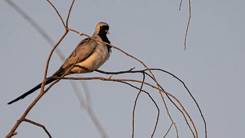 انتشار اليمام طويلة الذيل في منطقة الحدود الشمالية