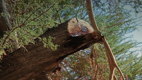 «الأمن البيئي»: غرامة قطع أو نقل الأشجار دون ترخيص تصل 20,000 ريال لكل شجرة