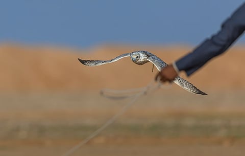 اهتمام عائلي بموروث الصقارة في منافسات كأس نادي الصقور السعودي 2025 بالخبر