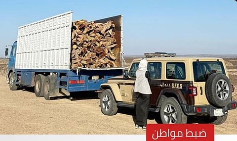 «الأمن البيئي» تضبط مواطنًا مخالفا لنقله حطبًا محليًا في المدينة المنورة