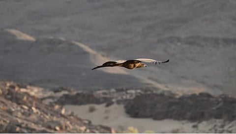 للمرة الأولى منذ 20 عاما.. محمية الأمير محمد بن سلمان الملكية ترصد ظهور للنسر الأبيض الذيل في المملكة