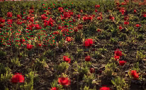 أمانة الحدود الشمالية تزرع أكثر من نصف مليون وردة في ميادين وحدائق عرعر