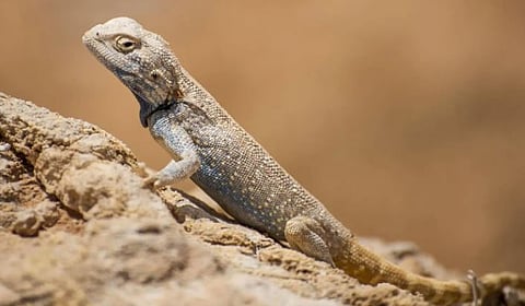 الزواحف تعزز التوازن البيئي والتخلص من الحشرات الضارة في منطقة الحدود الشمالية