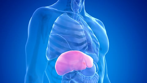 «مرتبط بأمراض الكبد»...دراسة تحذر من بديل شائع للسكر  