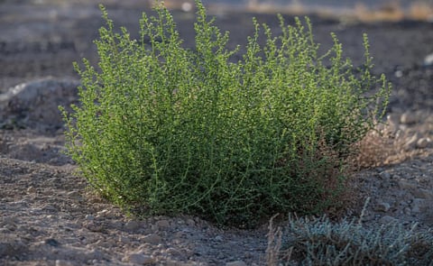 ظهور نبات الشوك الروسي في منطقة الحدود الشمالية