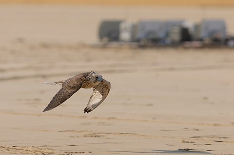 «كأس نادي الصقور 2025» يسدل الستار على مسابقة الملواح بـ6 أشواط ختامية للنخبة