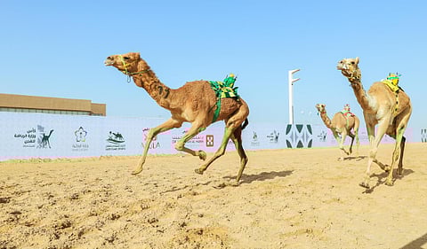 كأس وزارة الرياضة للهجن ينطلق اليوم في الرياض بجوائز تتجاوز 10 ملايين ريال