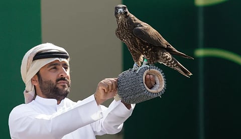  "كأس نادي الصقور 2025" يسدل الستار على مسابقة الملواح بـ6 أشواط ختامية للنخبة