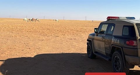 ضبط مواطن لارتكابه مخالفة رعي في محمية الإمام عبدالعزيز بن محمد الملكية