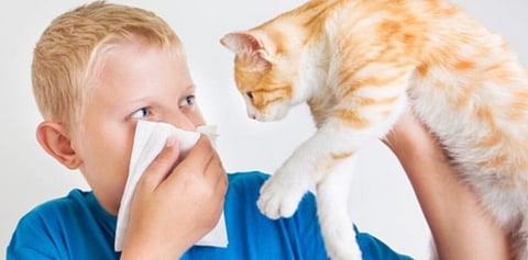 استشاري: التحسّس من الحيوانات رد فعل مناعي غير منضبط