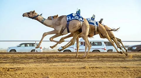 الهجن السعودية تفتتح "كأس وزارة الرياضة" بكأس ولقب 13 شوطًا