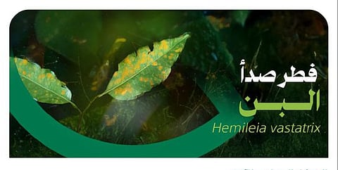 «وقاء»: التقليم الجيّد لأشجار البن يقلّل حساسيتها لآفة «صدأ البن»