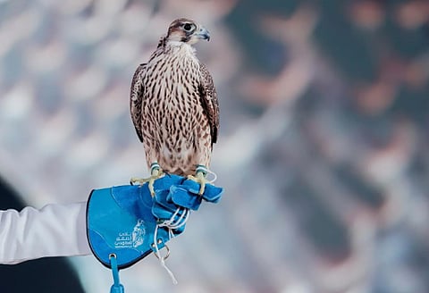 اختتام مزاد نادي الصقور السعودي 2025 بمبيعات إجمالية 6.4 ملايين ريال