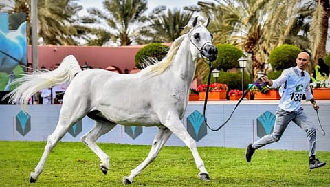  العرض الدولي الثامن لجمال الخيل العربية ينطلق اليوم بمشاركة 840 خيلًا