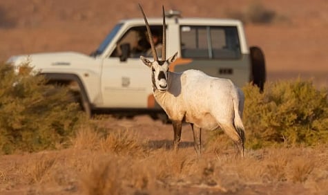 "المها العربي" يثري الحياة الفطرية في محمية الملك سلمان بن عبدالعزيز الملكية