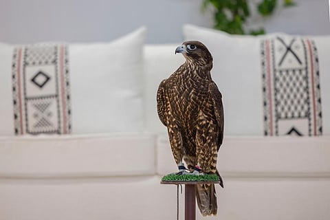 آلية دقيقة لتشبيه وتصنيف وفرز الصقور تضمن نزاهة مسابقات مهرجان الملك عبدالعزيز للصقور 2025