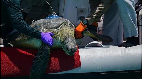 محمية الأمير محمد بن سلمان الملكية تُطلق برنامج التتبع المباشر لحركة السلاحف عبر الأقمار الصناعية