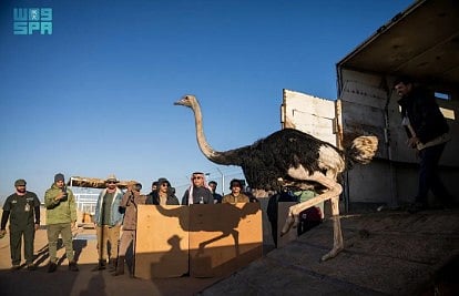 مركز الحياة الفطرية يطلق 35 كائنًا فطريًّا بمحمية الأمير محمد بن سلمان الملكية