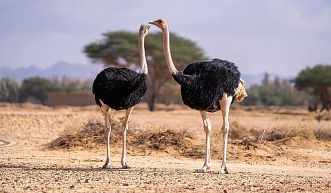  إطلاق كائنات فطرية في موقع الحِجر الطبيعي بالعُلا لتعزيز التوازن البيئي