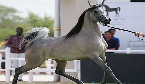 منافسات قوية في اليوم الثاني من العرض الدولي الثامن لجمال الخيل العربية