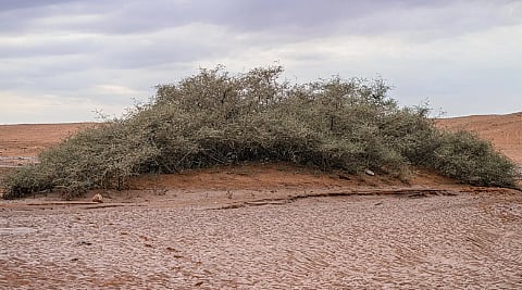  أشجار السدر المعمّرة في وادي الهلالي.. إرث طبيعي نادر شرق عرعر