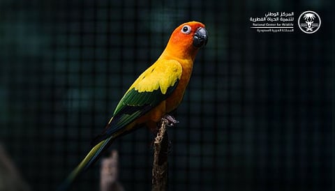 إطلاق المرحلة الثانية من مبادرة تصحيح أوضاع الكائنات الفطرية لتوثيق ملكيتها وتنظيم اقتنائها