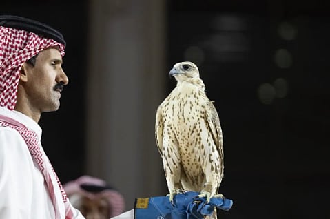 لأول مرة.. شوطان للصقور المنغولية في مهرجان الملك عبدالعزيز للصقور بجوائز 887 ألف ريال