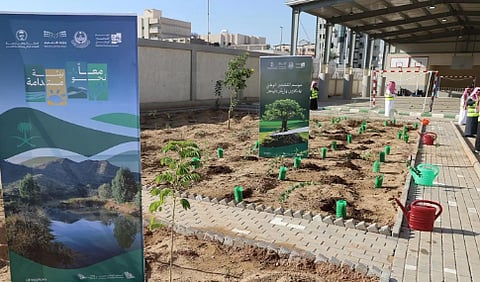 تدشين مبادرة تشجير مدارس منطقة المدينة المنورة