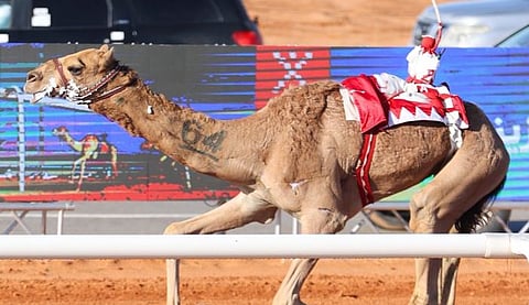 جائزة الملك عبدالعزيز لسباقات الهجن تعلن الفائزين بالمراكز الأولى