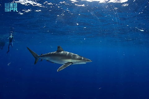 «الحياة الفطرية» يُصدر أول ترخيص لتجربة «الغوص مع أسماك القرش» في محمية رأس حاطبة