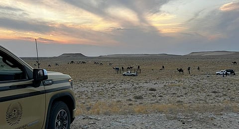 ضبط مخالف لرعيه 74 متنًا من الإبل في مواقع محظورة بمحمية الملك عبدالعزيز الملكية 