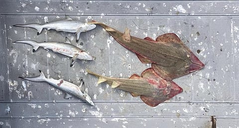 ضبط مخالفين لحيازتهم كائنات فطرية بحرية مهددة بالانقراض ومحظور صيدها