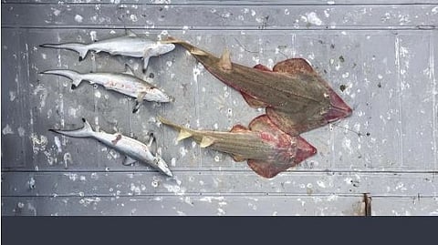 منها 3 قروش من الحيد المرجاني.. ضبط مخالفين للائحة التنفيذية للبيئة البحرية والساحلية