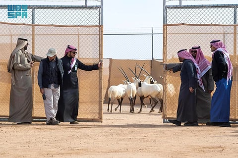 إطلاق أكثر من 60 كائنًا فطريًا في محمية الملك خالد الملكية