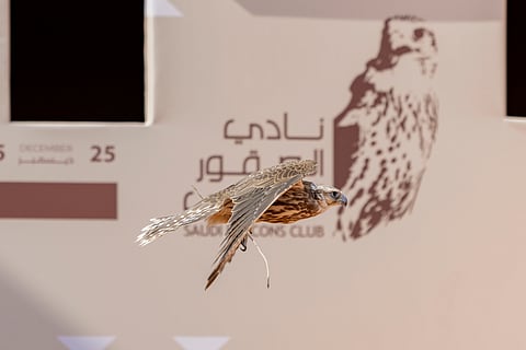 315 صقرًا للمُلاك المحليين تتنافس بمهرجان الملك عبدالعزيز للصقور 2025 في يومه الثالث
